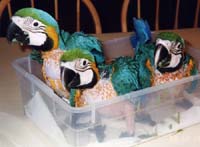2003_06_macaws_03