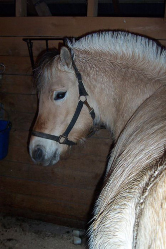 b09_horses_in_barn_feb10_2002_15