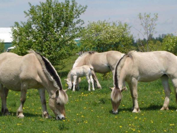 2005_0528_fiorgyn_herd_03_resize