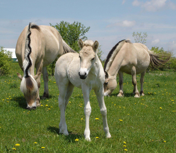 2005_0528_fiorgyn_herd_12_resize