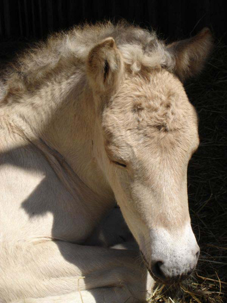 2005_0528_fiorgyn_sleep_03_resize
