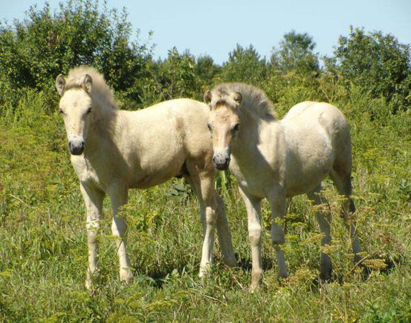 2005_0806_fiorgyn_torge_13_send