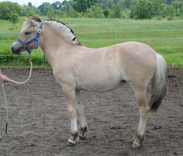 2006_0617_fiorgyn_09