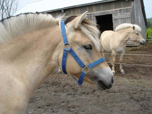 2006_0617_fiorgyn_101