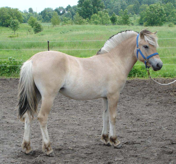 2006_0617_fiorgyn_13