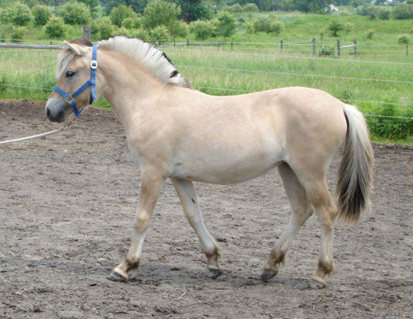 2006_0617_fiorgyn_51