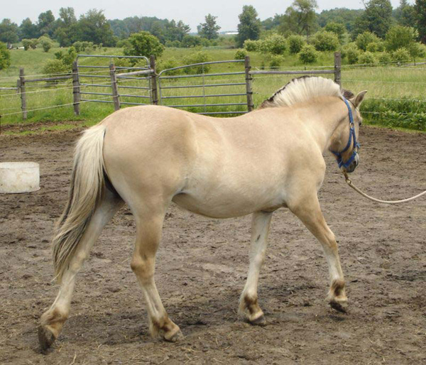 2006_0617_fiorgyn_59