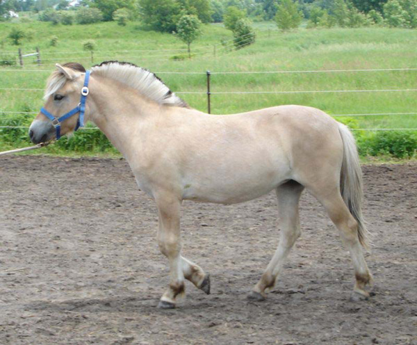 2006_0617_fiorgyn_63