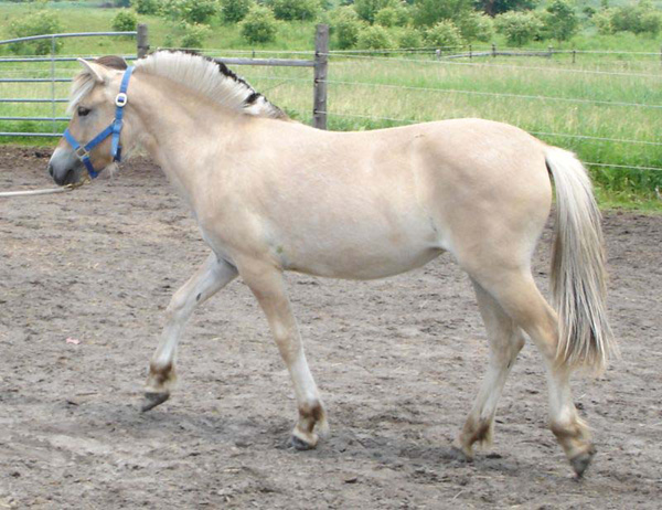 2006_0617_fiorgyn_66