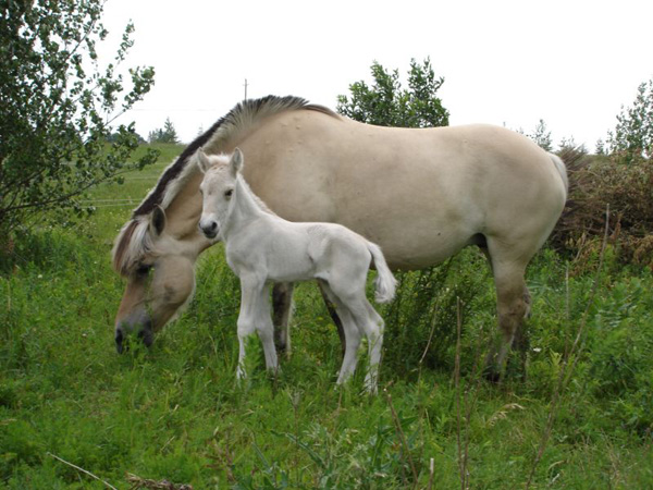 2005_0701_ivald_12_resize