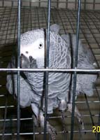 congo_wholia_2001_0813bs