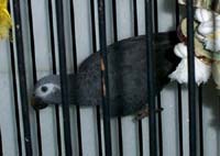 timneh_2001_0813as