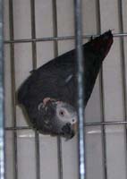 timneh_felix_2001_0813as