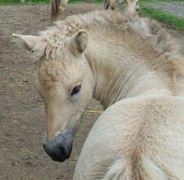 p16_2003_0719_07_petra_resize