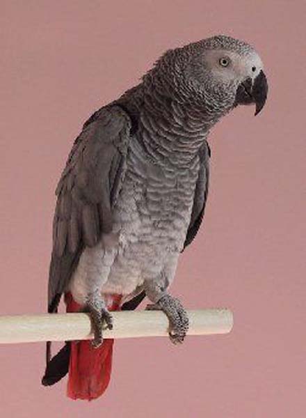 congo_gracedh03