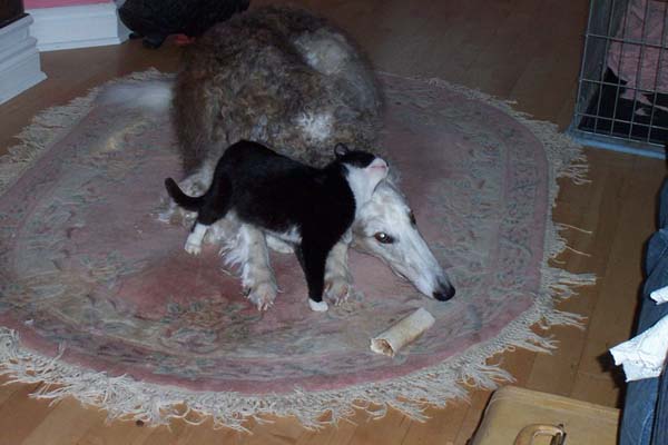 p13_grizzle_kitty_feb02_2003_11