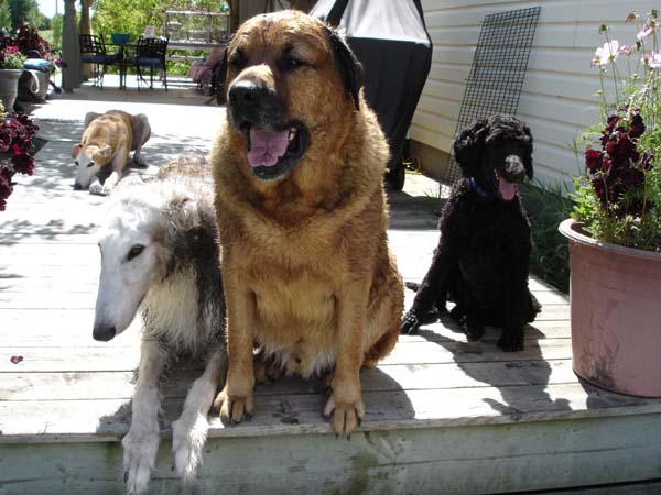 p15_2005_0824_4_dogs