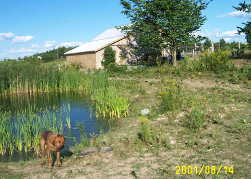 p01_barn_2001_0814as