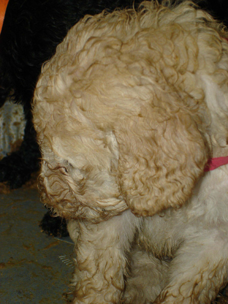 2005_0506_puppy_22
