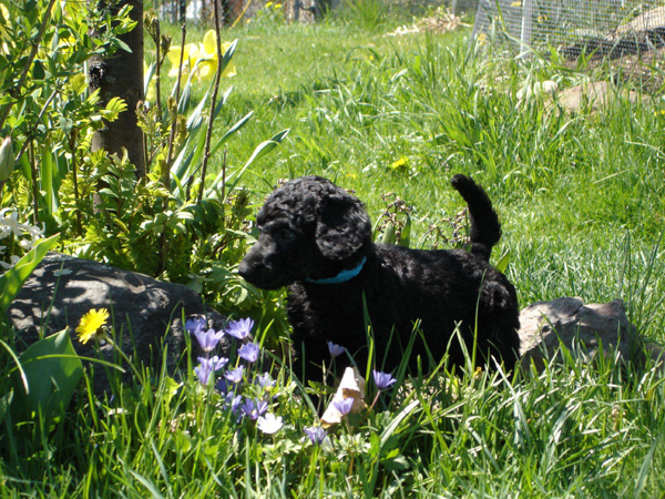 2005_0513_puppies_07