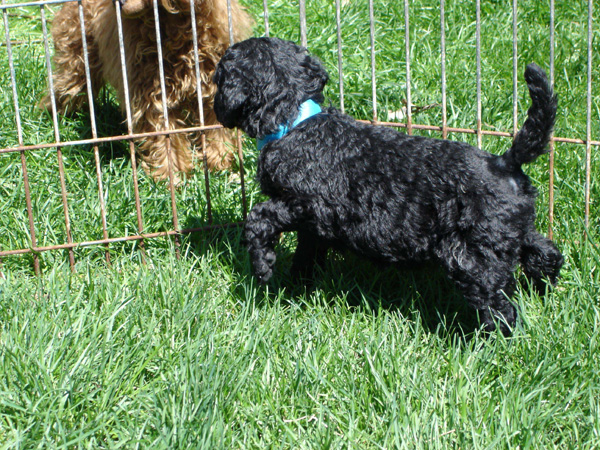 2005_0513_puppies_15