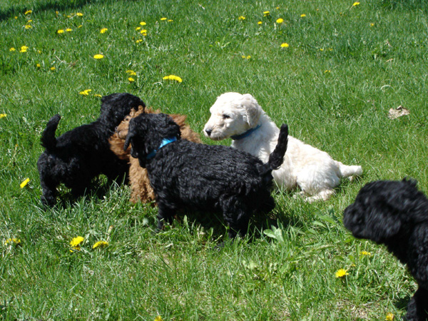 2005_0513_puppies_24