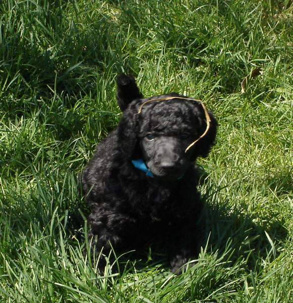 2005_0513_puppies_26