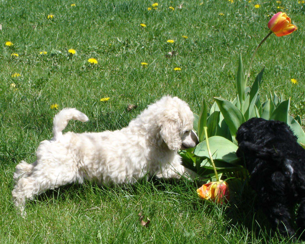 2005_0513_puppies_30_crop