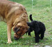 2005_0620_bella_08_resize