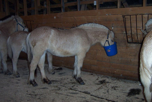 v09_horses_in_barn_feb10_2002_26