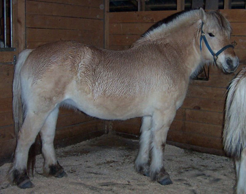 t04_horses_in_barn_feb10_2002_31