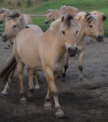 t13_2004_0827_herd_sand_ring_009_crop