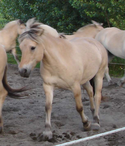 t14_2004_0827_herd_sand_ring_042_crop